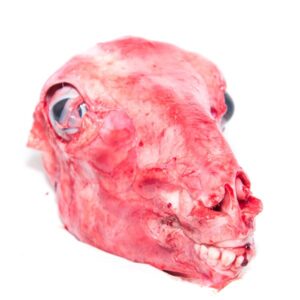Cabeza de Borrego